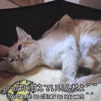 寝転んだ子猫