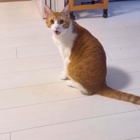 飼い主を呼んでいる猫