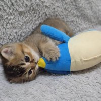 ペンギンの頭を抱える子猫