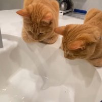 洗い場のそばに香箱座りして洗い物を見る2匹の猫