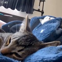 熟睡する猫