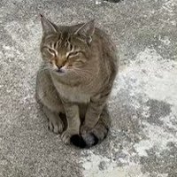 カメラ目線の猫