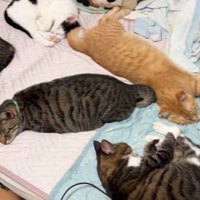 寝転がる猫