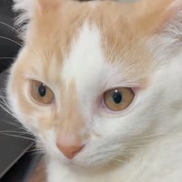 目が覚めて一点を見つめる猫の顔