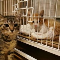 ケージ内に入った子猫