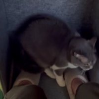 パネルヒーターにいる猫