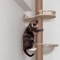 キャットタワーを降りる猫