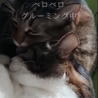 グルーミングする猫