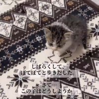 歩く子猫