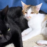 黒猫に寄り添う猫
