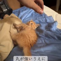 横になって人の手を見る子猫