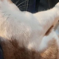飼い主の膝の上に寝転がる茶白猫