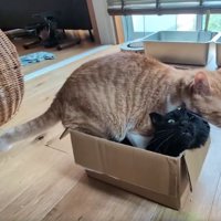 箱に入っている黒猫