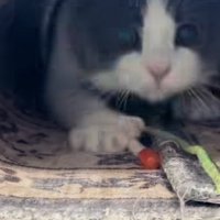 カーペットのトンネルを駆け抜けるブリティッシュショートヘア