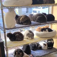 窓際のラックに整列して座るたくさんの猫