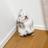 鳴いている子猫