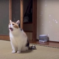 座っている猫