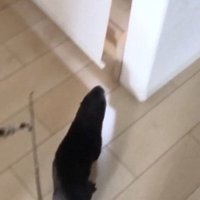 もちくんを追うさくらちゃん