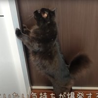 ドアに手を当てる猫