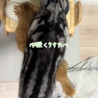 ごはんを食べる2匹の猫