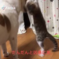 犬に伸び上がって襲いかかる猫