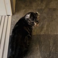 飼い主さんのほうに向くキンカロー