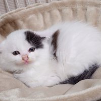 ハンモックの真ん中で丸くなる子猫