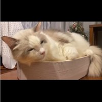 寝ぼけた顔で眠そうにしている猫