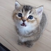 うとうとしている子猫