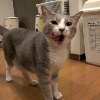 ぺろり