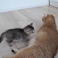 ミミさんのところにやってきた赤ちゃん猫