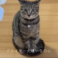 両耳を左右に大きく倒した猫