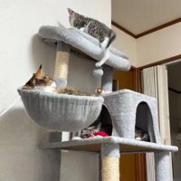 キャットタワー最上段のふちから後ろ足を垂らすキジトラ白の子猫