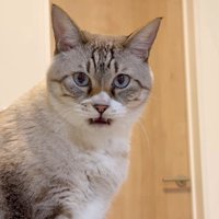 フレーメン反応