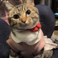 洋服を着て椅子に座っている猫