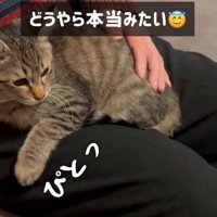 おじいちゃんの膝に掴まる子猫