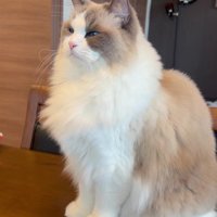 テーブルの上の猫