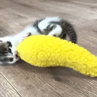おもちゃで遊ぶ子猫