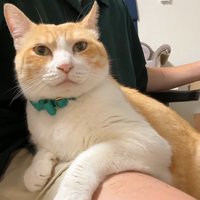 膝の上に乗っている猫