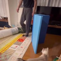 遊んでいる猫とパパさん