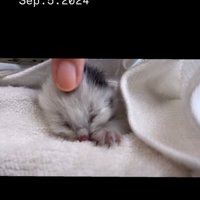 頭を撫でられる赤ちゃん猫