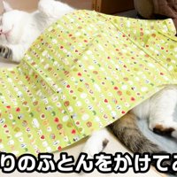 仰向けな猫（手作り布団をかけてみる…）