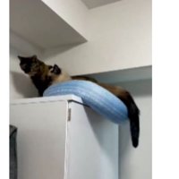 キャビネットの上の猫