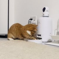 給餌機から出たカリカリを捕まえるマンチカン