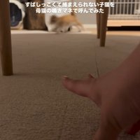 走り去る子猫