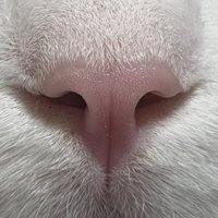 ラグドールのピンク色の鼻