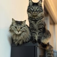 並んで座る2匹の猫