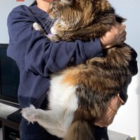 抱っこされるメインクーン