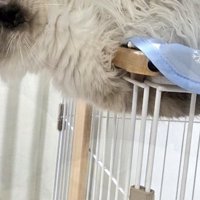 体と腕の間に天板を挟んでバランスを取る猫
