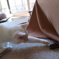 前足を伸ばす白猫
